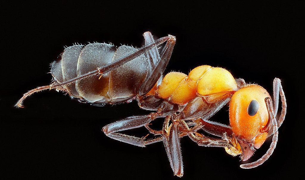 Ant Control service in Westminster, CO