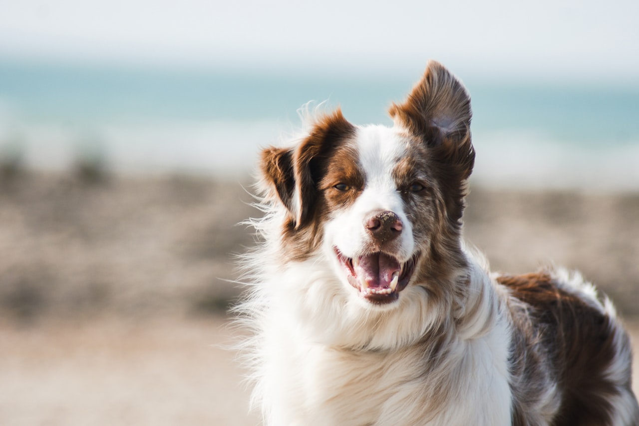 Flea & Tick Control service in Westminster, CO