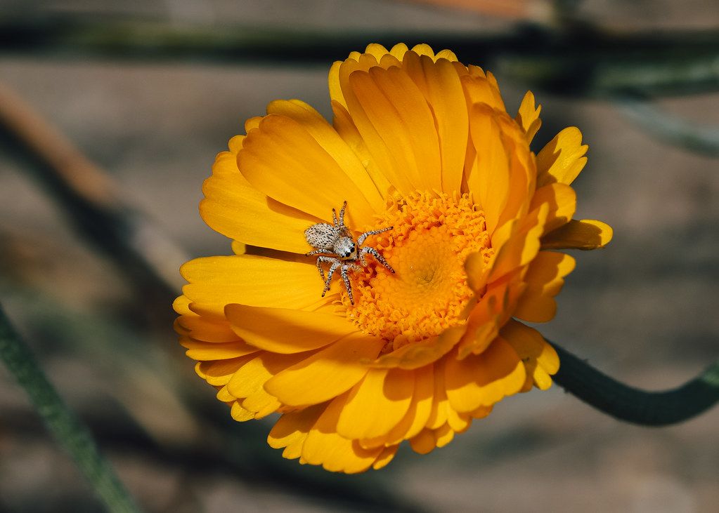 Spider Control service in Westminster, CO